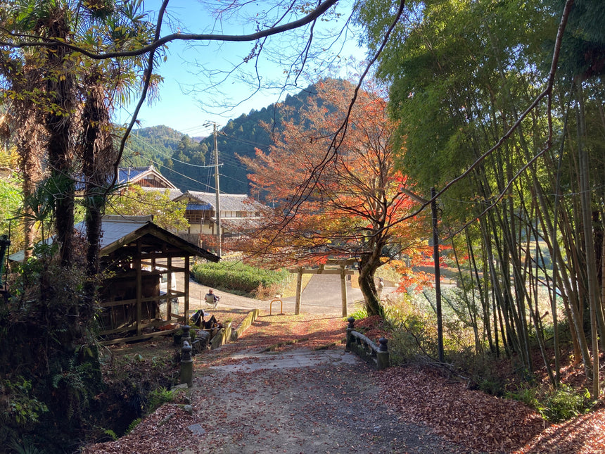 Sencha spotlight: The health benefits of Japanese tea (Part five)