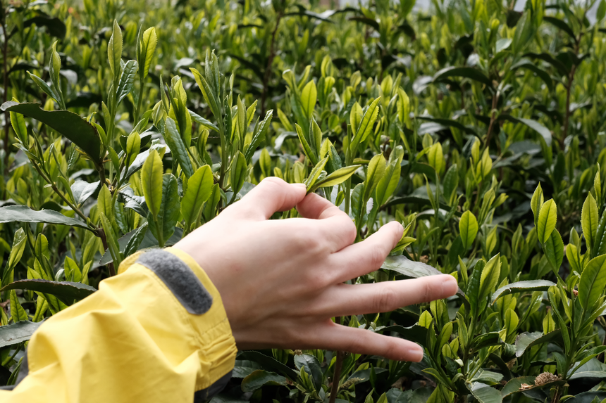 Sencha spotlight: The health benefits of Japanese tea (Part three)