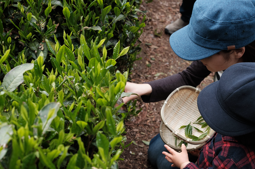 Sencha spotlight: The health benefits of Japanese tea (Part one)