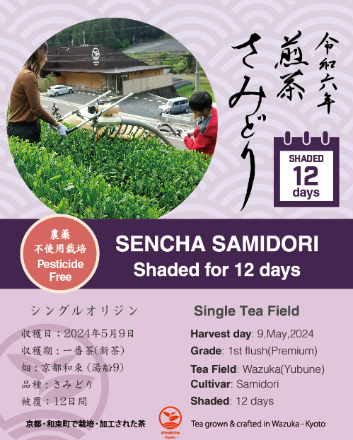 平安桐鳳　雪竹　筒抹茶盌 2024 Sencha First Flush: Samidori – d:matcha Kyoto