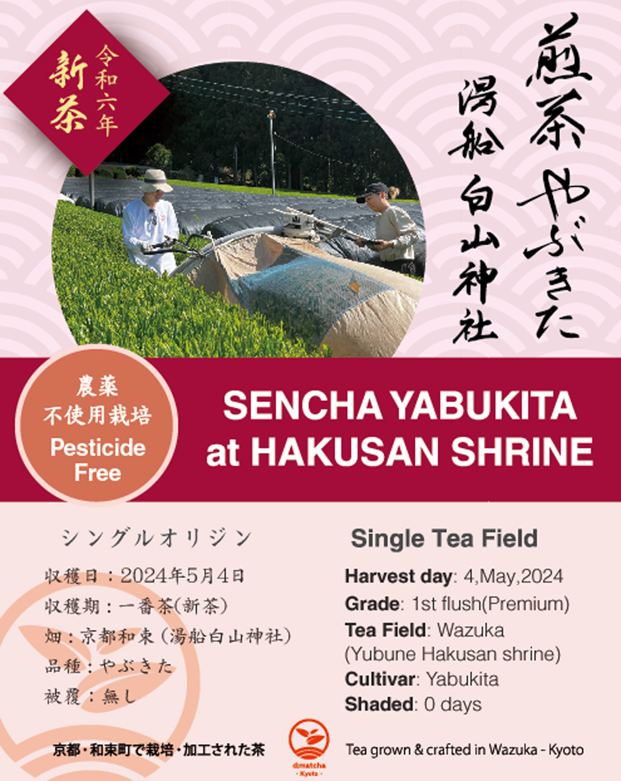 2024 Sencha First Flush: Yabukita - Yubune Hakusan Shrine – d