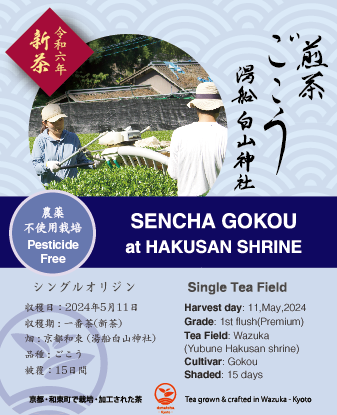2024 Sencha First Flush: Gokou - Hakusan shrine – d:matcha Kyoto