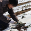 令和 6 - Adopt a d:matcha Tea Tree 2025