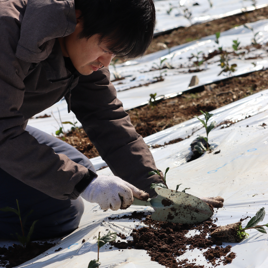 令和 6 - Adopt a d:matcha Tea Tree 2025