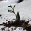 令和 6 - Adopt a d:matcha Tea Tree 2025