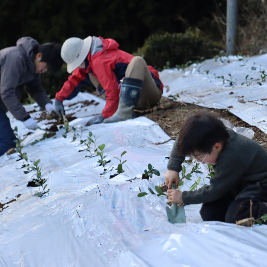 令和 6 - Adopt a d:matcha Tea Tree 2025