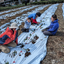令和 6 - Adopt a d:matcha Tea Tree 2025