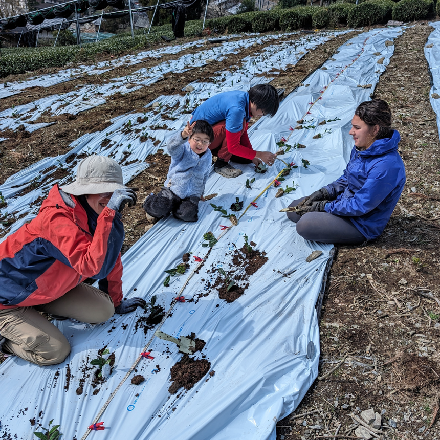 令和 6 - Adopt a d:matcha Tea Tree 2025