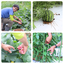 Matcha farm Bed & Breakfast (farm-to-table meals and tour included.)