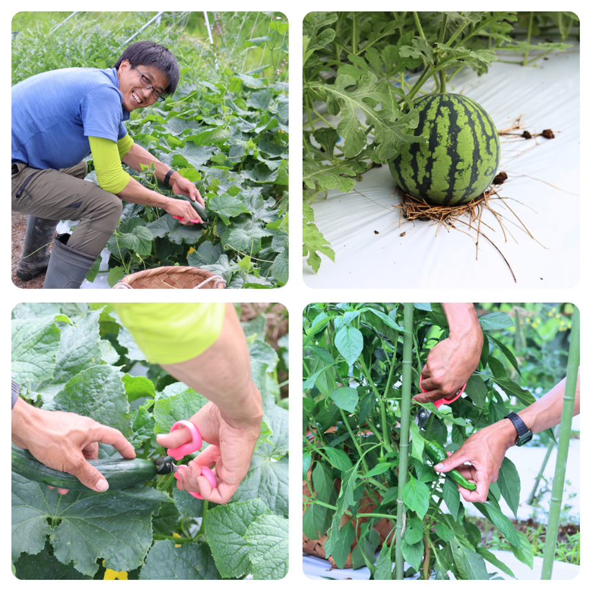 Matcha farm Bed & Breakfast (farm-to-table meals and tour included.)
