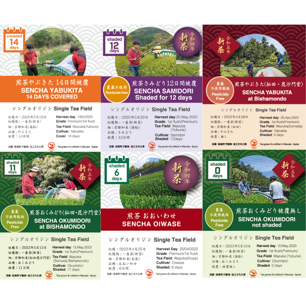 Sencha (Japanese green tea) Starter Kit – d:matcha Kyoto