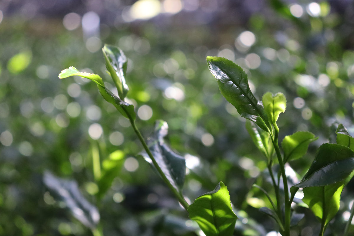 Shizentate (Natural Unshaped Bushes)