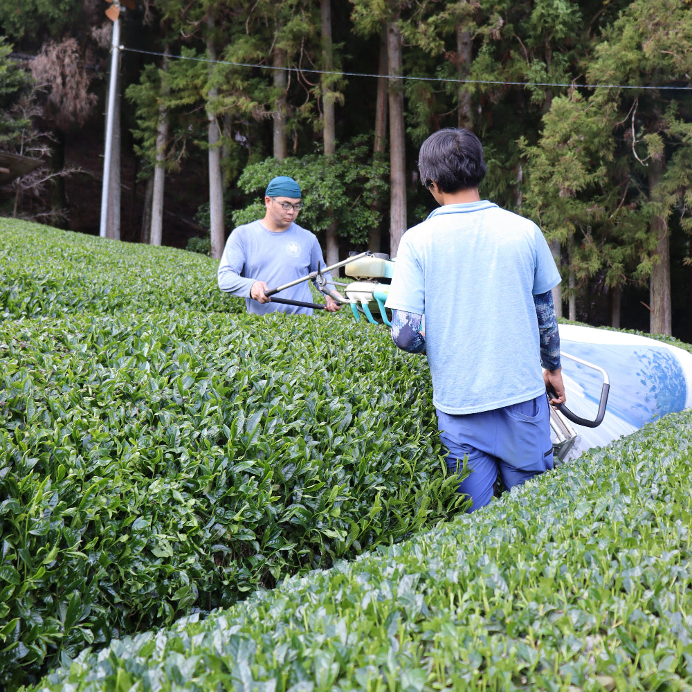 JAS Organic Certified] 2026 Sencha Okumidori – d:matcha Kyoto