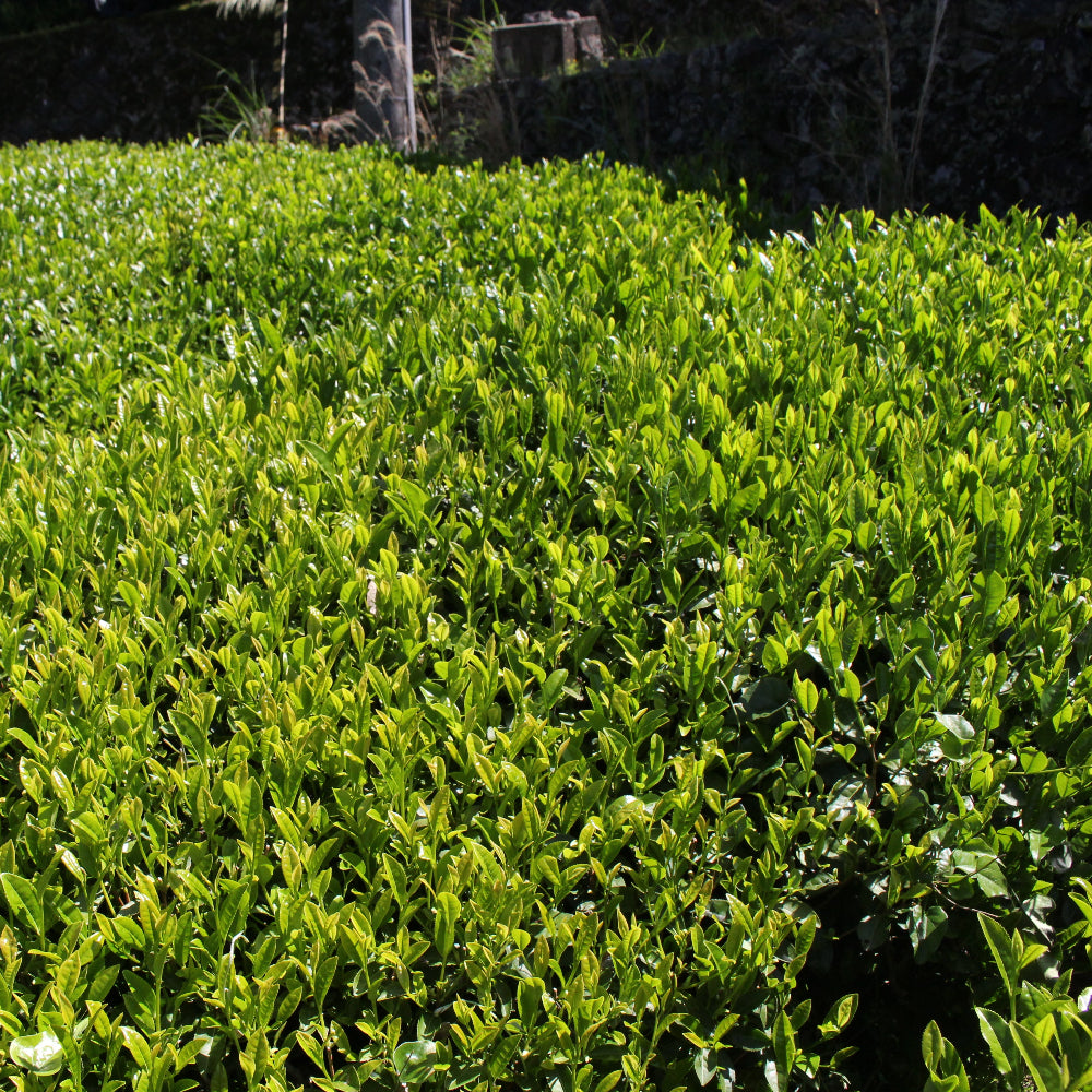2026 Organic Sencha Zairai – d:matcha Kyoto