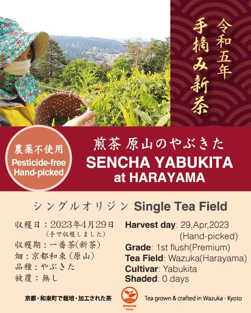 2023 Sencha First Flush: Hand-picked Yabukita at Harayama