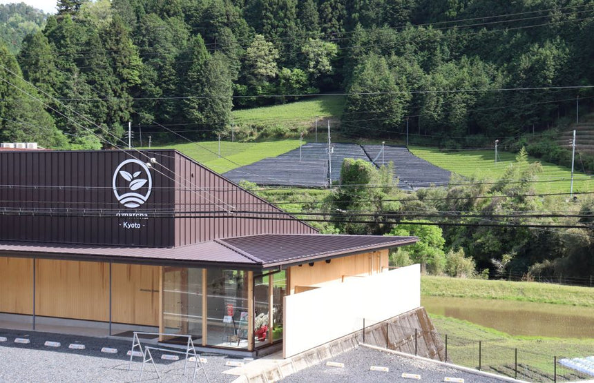 Tea Farm Tour & Tasting in Wazuka, Kyoto