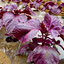 Japanese black tea with shiso