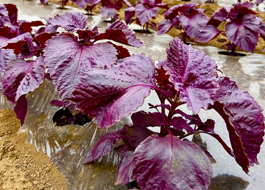 Japanese black tea with shiso