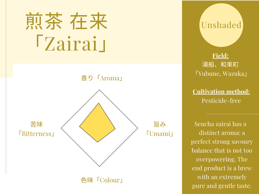 2022 Sencha First Flush: Uji Zairai