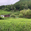 2022 Sencha First Flush: Uji Zairai