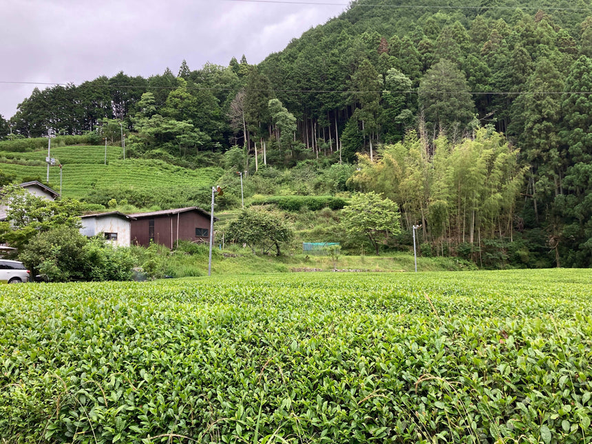 2022 Sencha First Flush: Uji Zairai