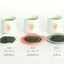 Sencha tea bag - cultivar comparison set
