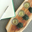 Sencha tea bag - cultivar comparison set