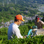 Tea Business School for Tea Entrepreneurs