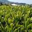 Craft Tencha
