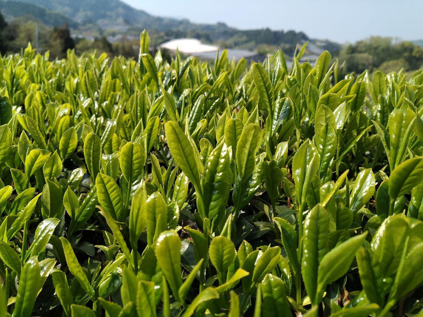 Craft Tencha