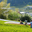 Tea Farm Tour & Tasting in Wazuka, Kyoto