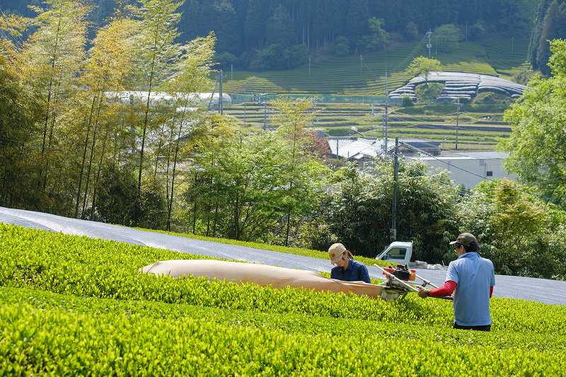Tea Farm Tour & Tasting in Wazuka, Kyoto