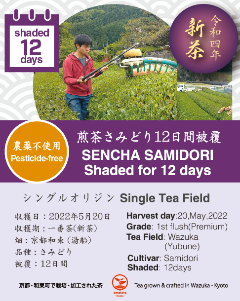 2022 Sencha First Flush: Samidori - 12 Days Covered