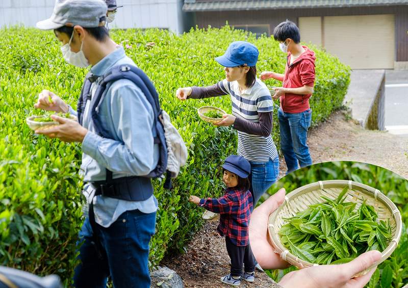 Tea Farm Tour & Tasting in Wazuka, Kyoto