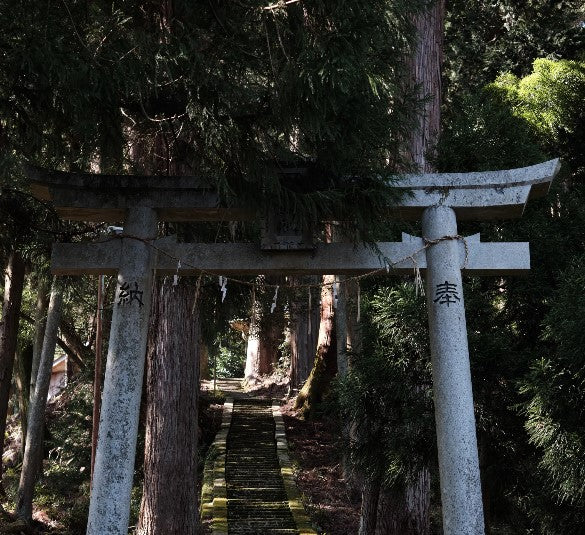 Tea farm tour & tasting in Wazuka, Kyoto