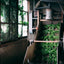 Tea Farm Tour & Tasting in Wazuka, Kyoto