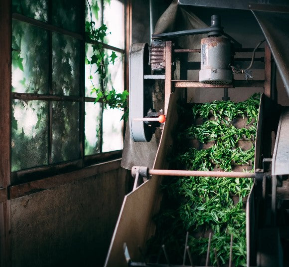 Tea farm tour & tasting in Wazuka, Kyoto