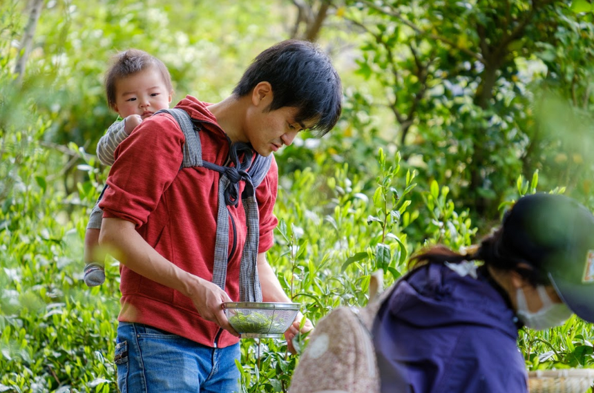 Wazuka's Tea | 和束茶について - d:matcha Kyoto