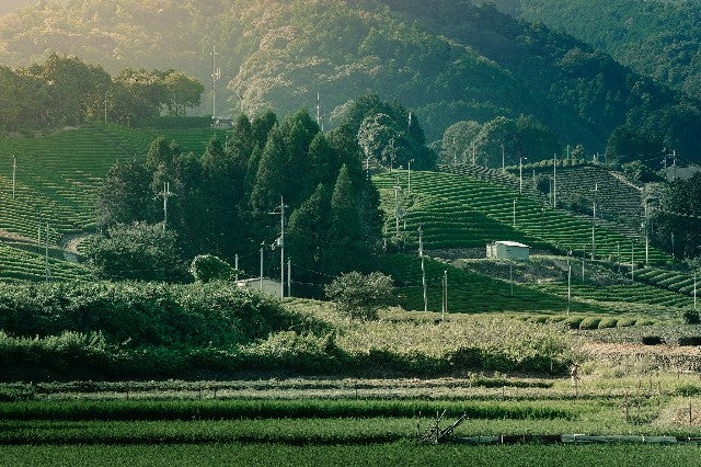 Why is Delicious Tea Produced in Wazuka Town?