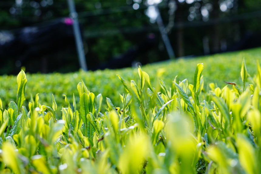 2021 Spring Harvest - Ooiwase at Harayama - d:matcha Kyoto