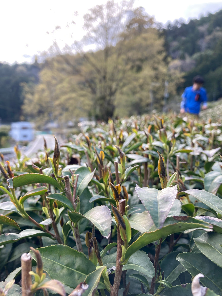 A frosty start to 2021's first flush - d:matcha Kyoto