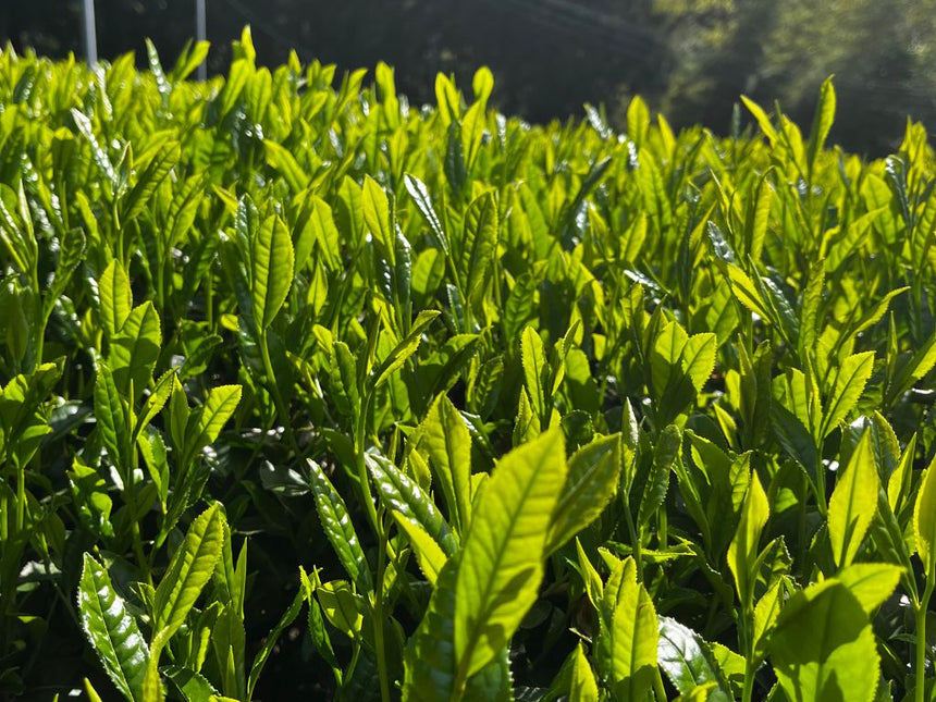 Yabukita Cultivar