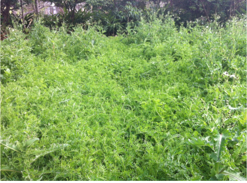 Sustainable agriculture: Green manure for tea fields - d:matcha Kyoto