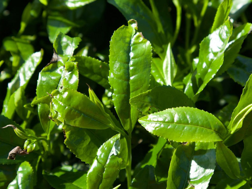 Gokou Cultivar