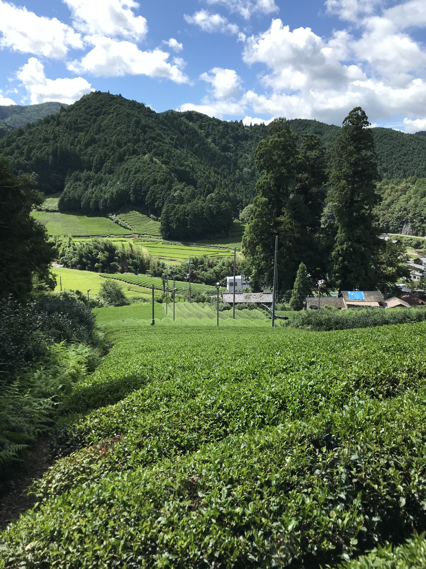 Producing pesticide-free tea - d:matcha Kyoto