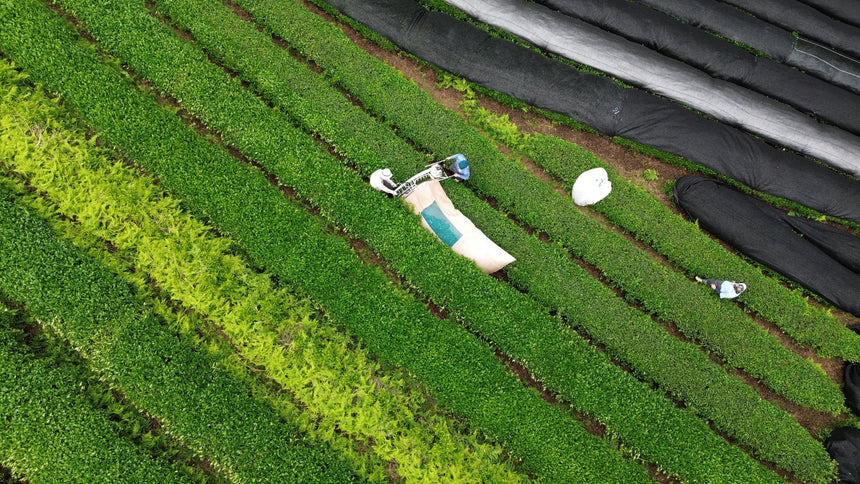 Preparing for the Second Harvest