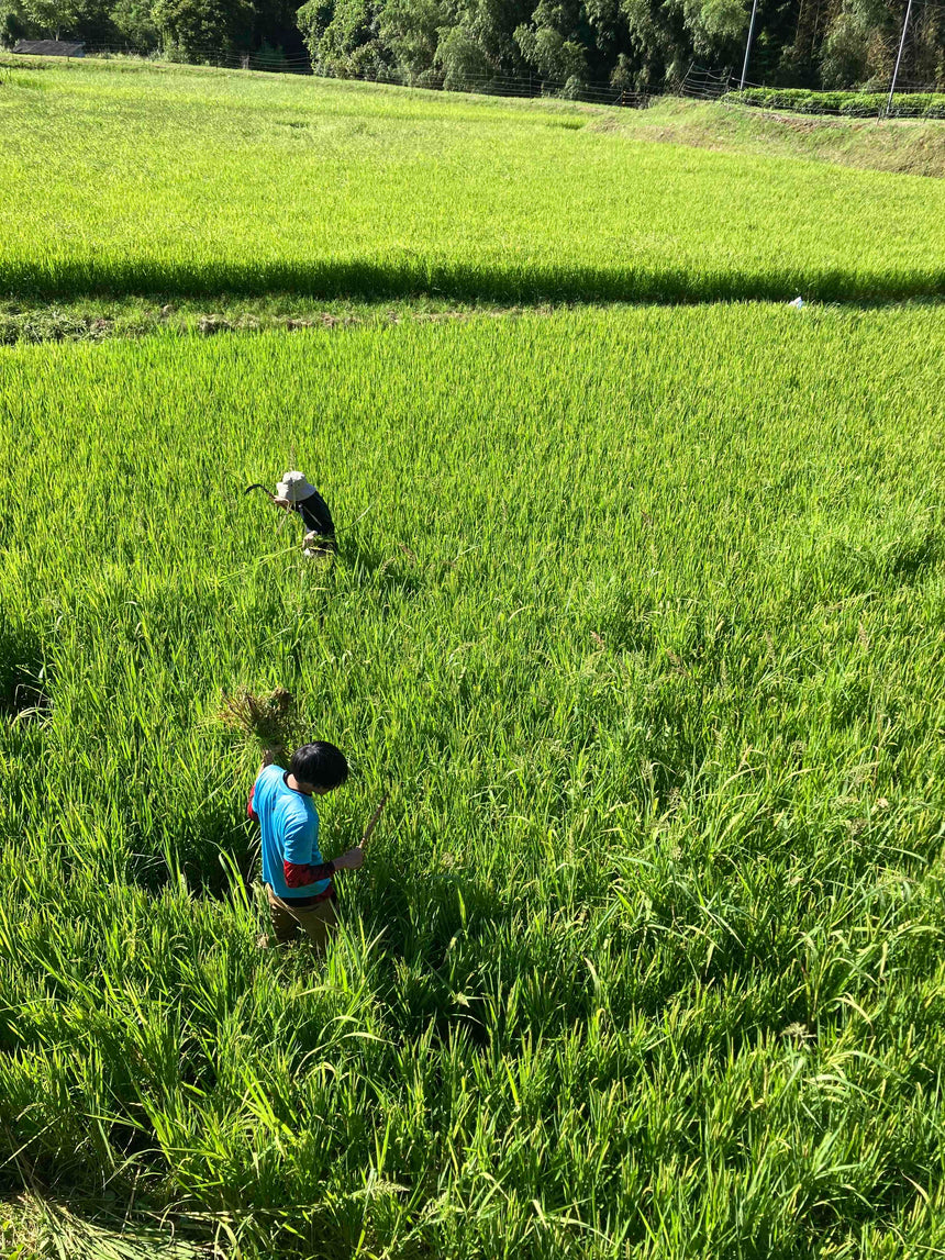 Sustainable agriculture: Cultivating pesticide-free brown rice
