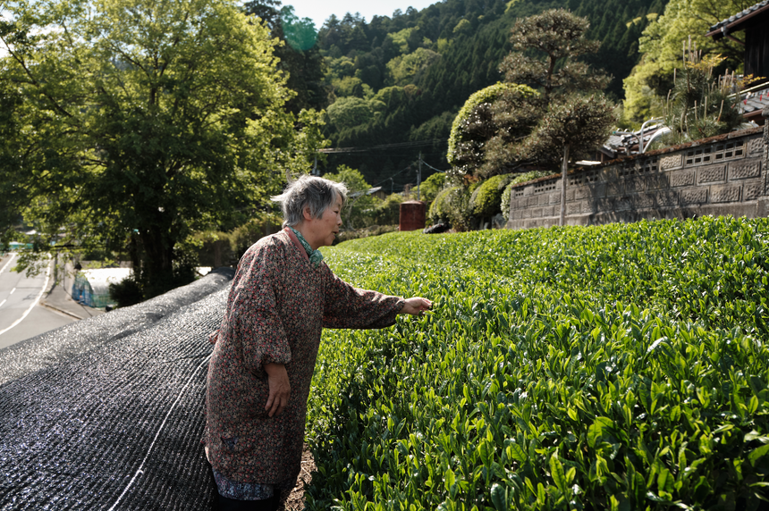 Sencha spotlight: The health benefits of Japanese tea (Part two)