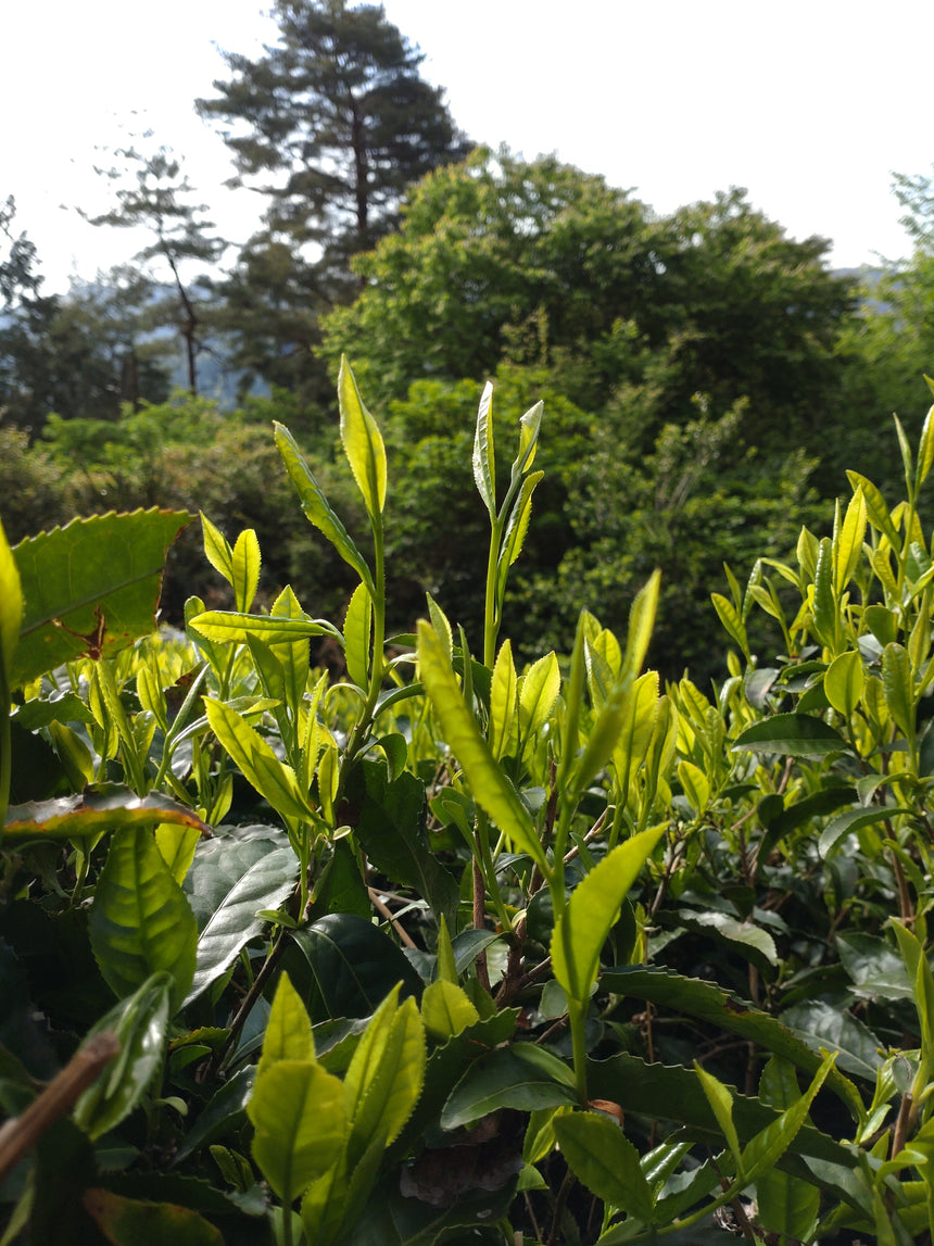 Analyzing Bud Anatomy: The Importance of "Gaju-shitate" in Tencha Cultivation