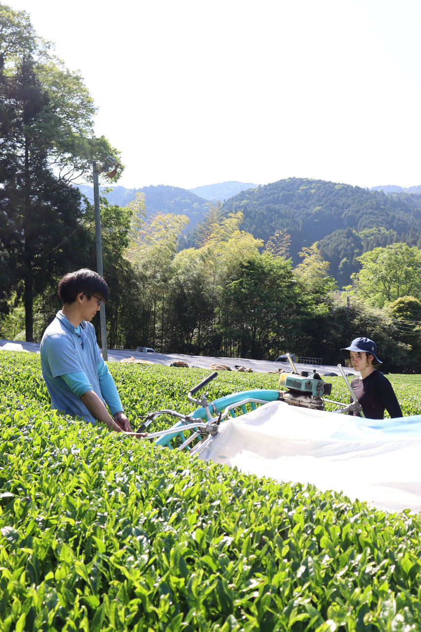Why is Organically Cultivated Tea from Kyoto so Rare?